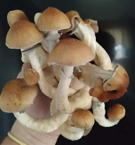 Ban Nathon Magic Mushroom