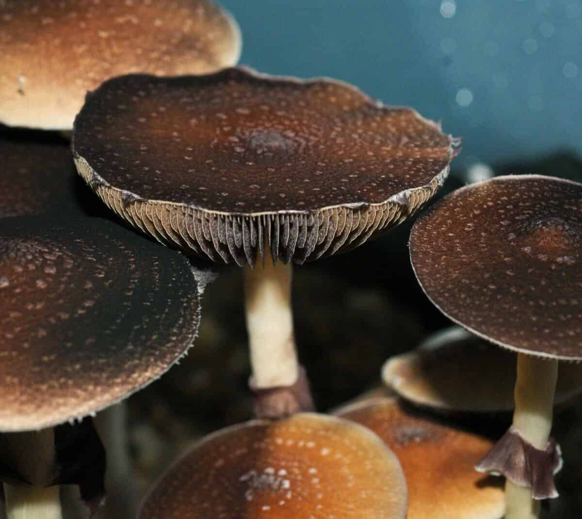 Fiji Magic Mushroom