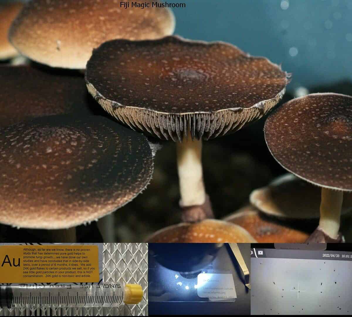 Fiji Magic Mushroom spore syringe