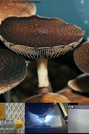 Fiji Magic Mushroom spore syringe