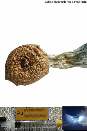 Golden Mammoth Magic Mushroom spore syringe