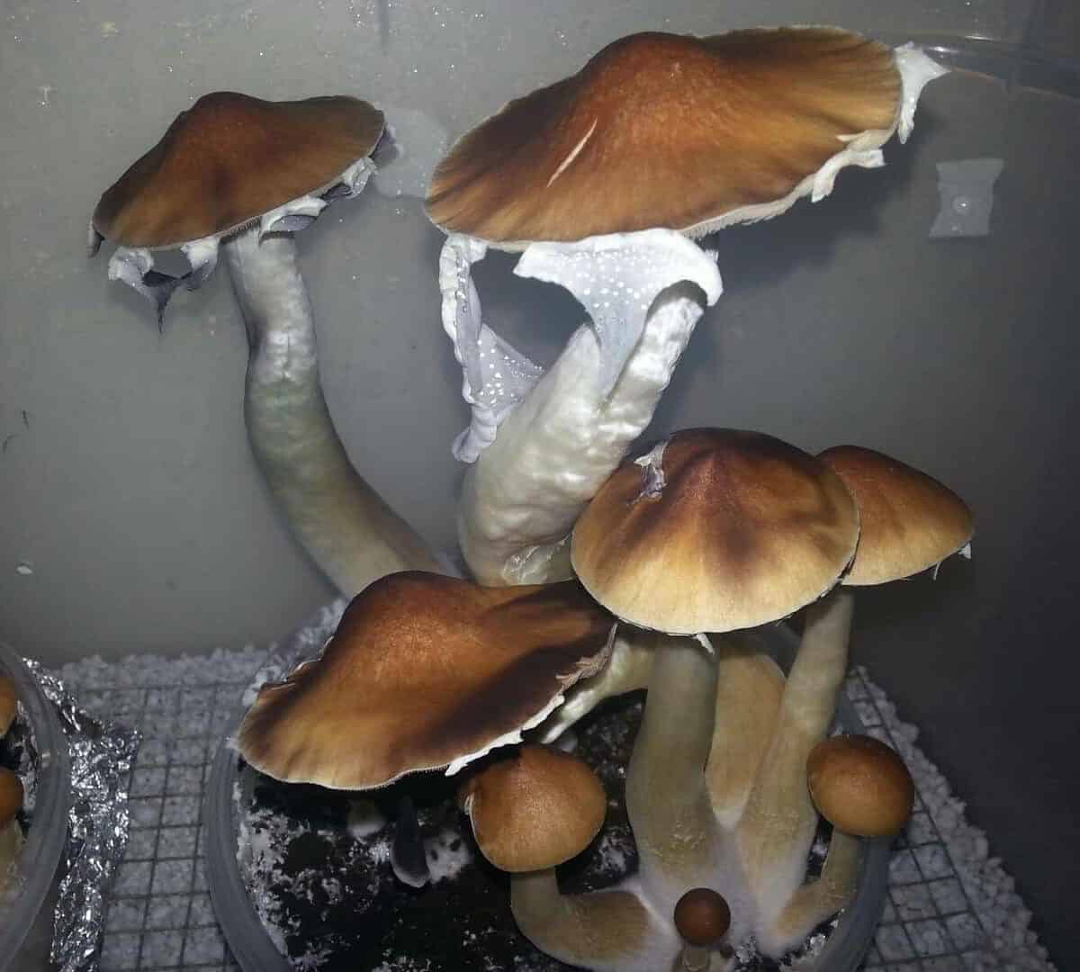 Hawaiian Magic Mushroom special
