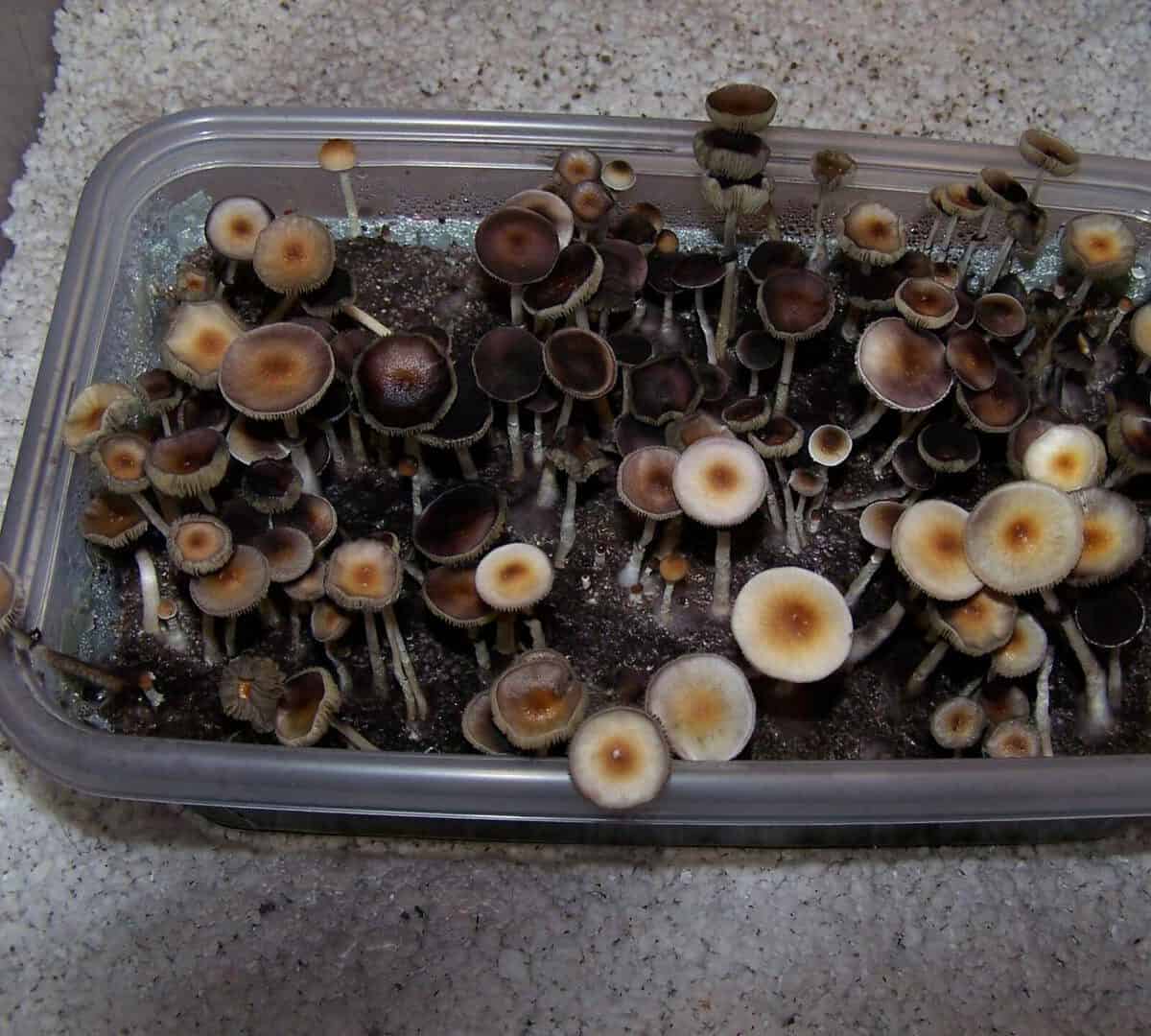 Hillbilly Magic Mushroom