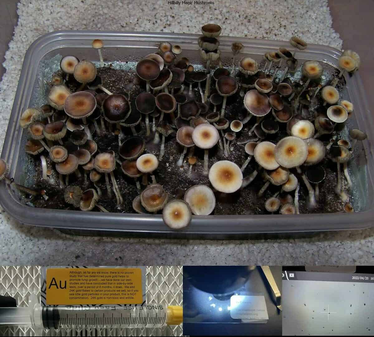 Hillbilly Magic Mushroom spore syringe