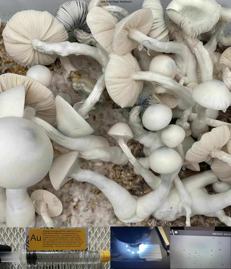 Jack Frost Magic Mushroom spore syringe scaled