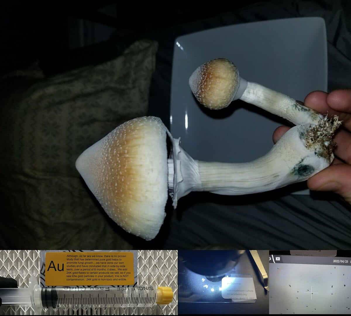 Jedi Mind Fuck Magic Mushroom spore syringe