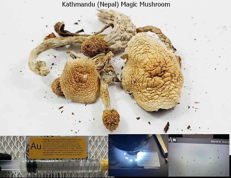 Kathmandu Nepal Magic Mushroom spore syringe