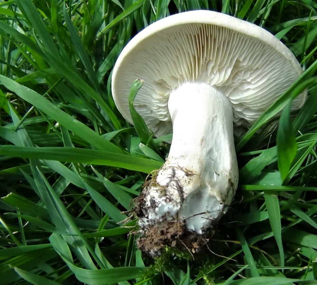 La Primavera Magic Mushroom 2