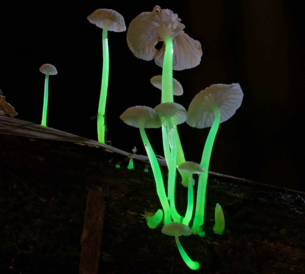 Luminous Lucy Magic Mushroom