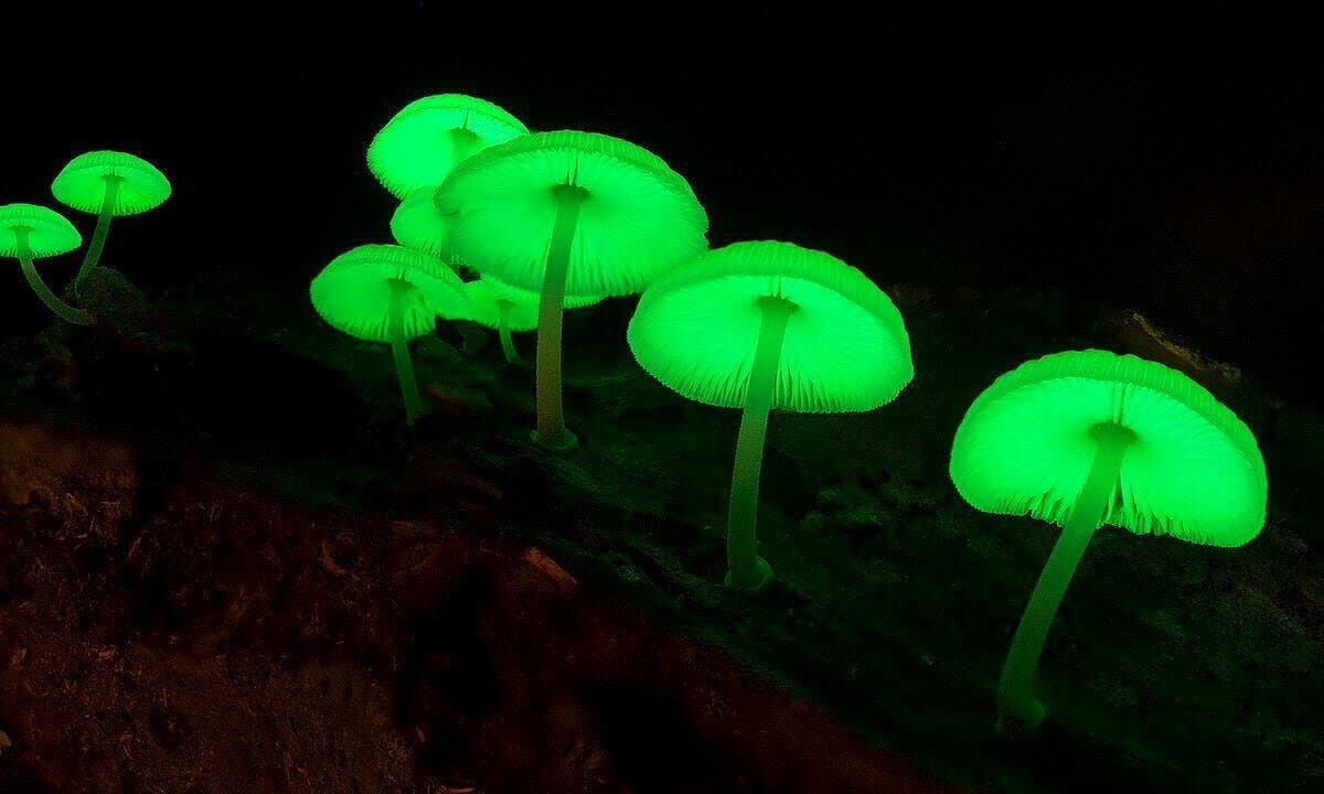 Luminous Lucy Magic Mushroom 2