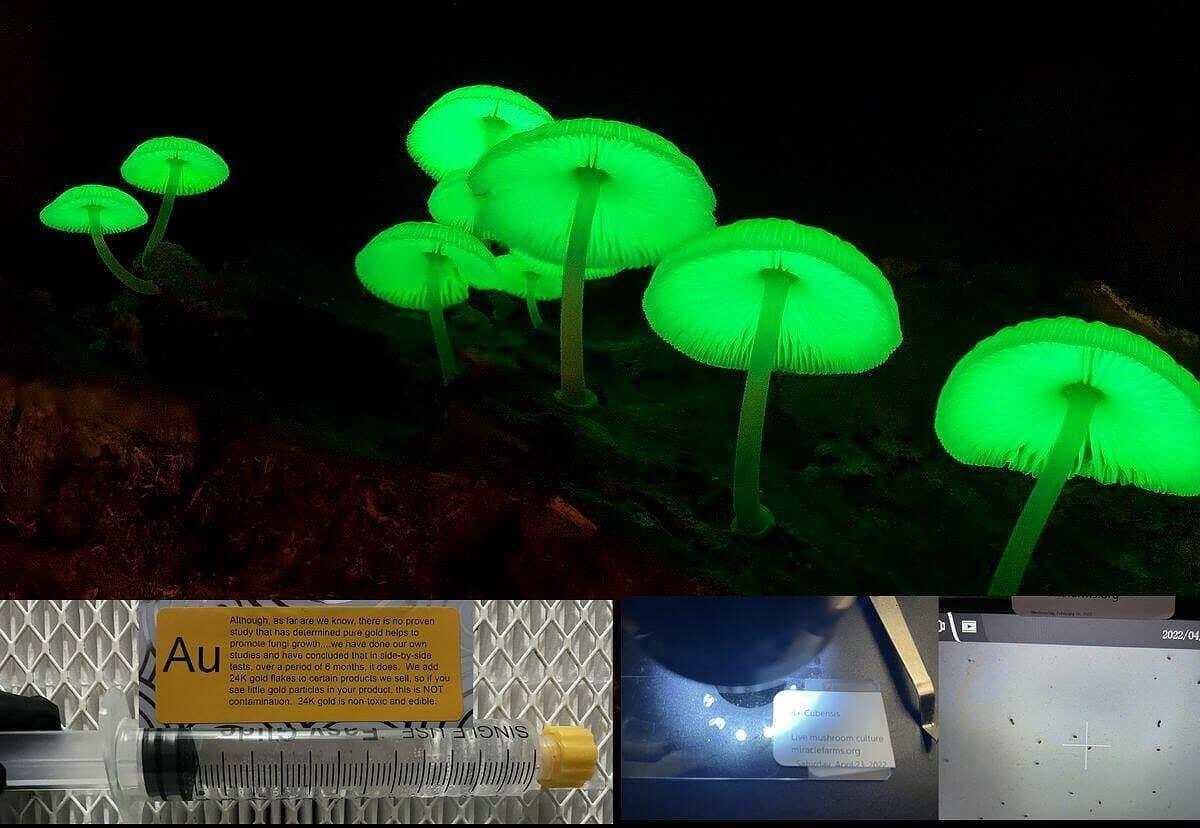Luminous Lucy Magic Mushroom 2 spore syringe