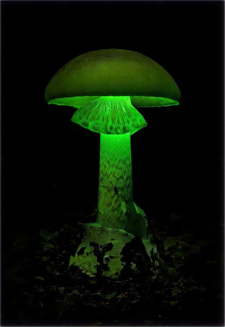 Luminous Lucy Magic Mushroom 3
