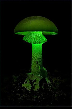 Luminous Lucy Magic Mushroom 3 spore syringe