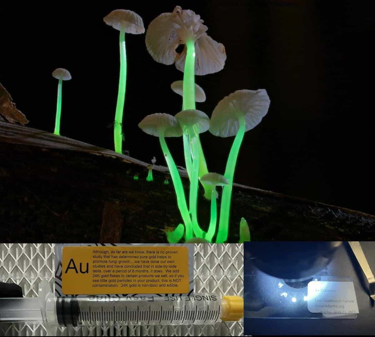 Luminous Lucy Magic Mushroom spore syringe