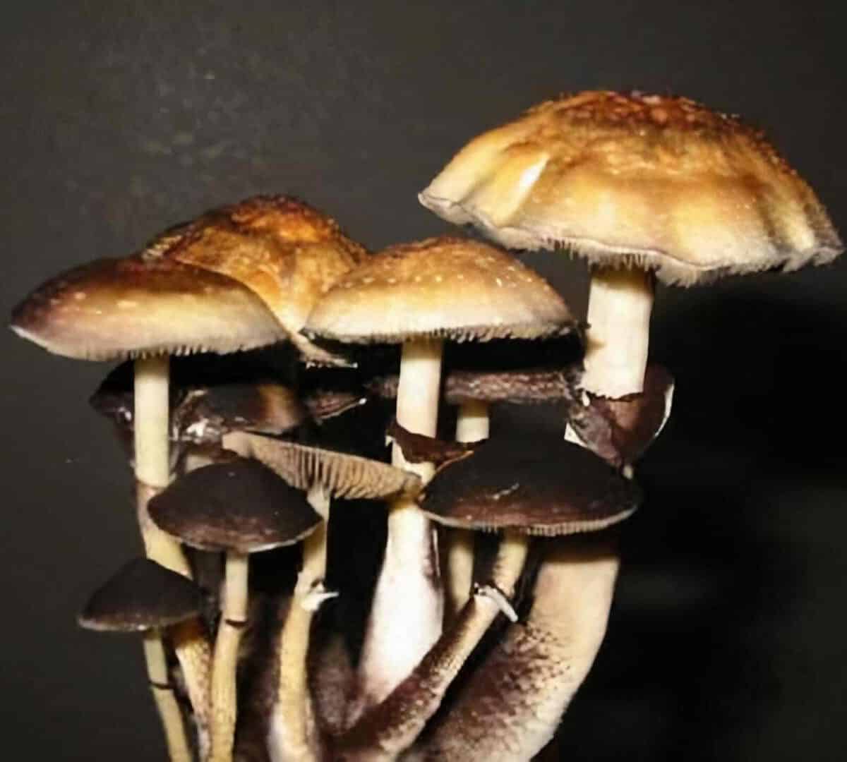 Menace Magic Mushroom