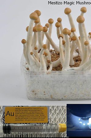 Mestizo Magic Mushroom spore syringe