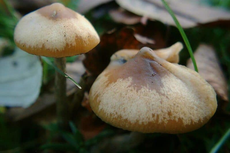 Mississippi Magic Mushroom