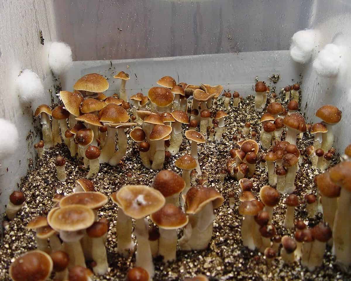 Oak Ridge Magic Mushroom