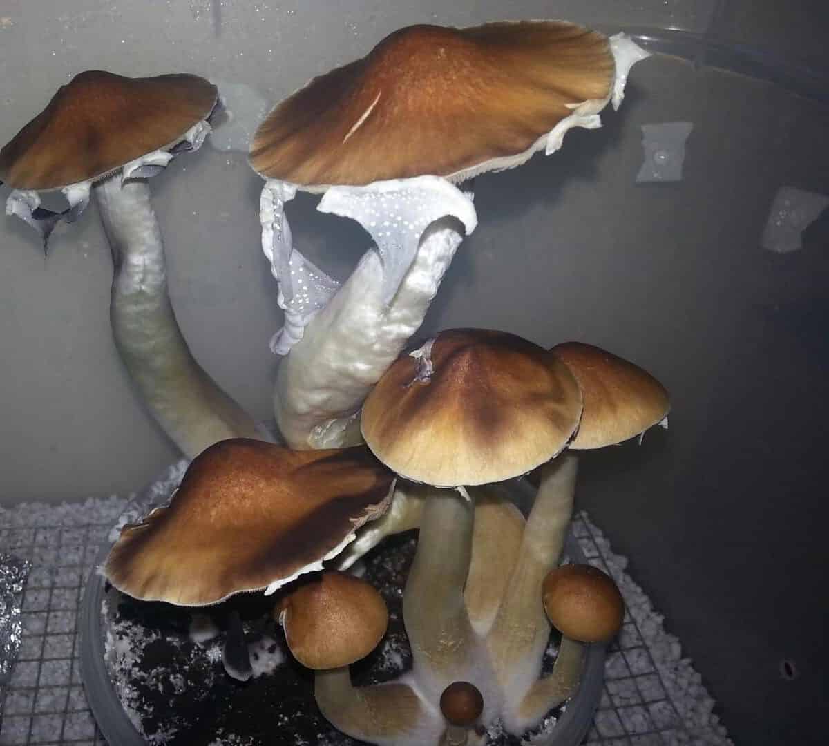PES Hawaiian Magic Mushroom