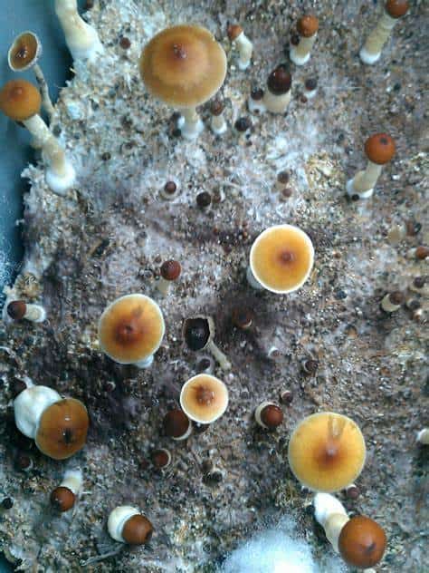 PF Redspore Magic Mushroom