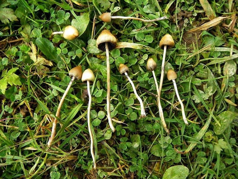 Paraguay Magic Mushroom