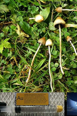 Paraguay Magic Mushroom spore syringe