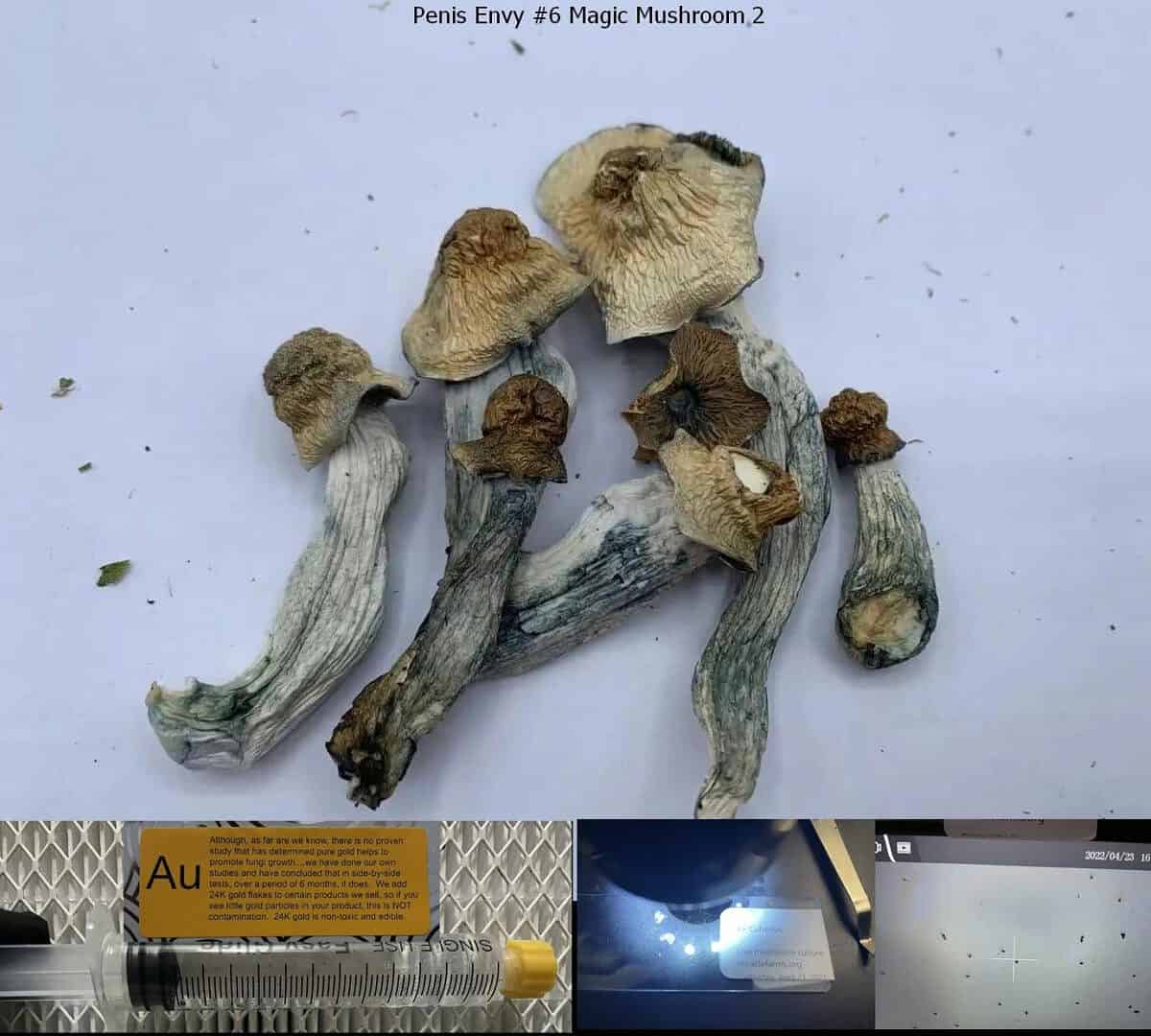 Penis Envy 6 Magic Mushroom 2 spore syringe 1