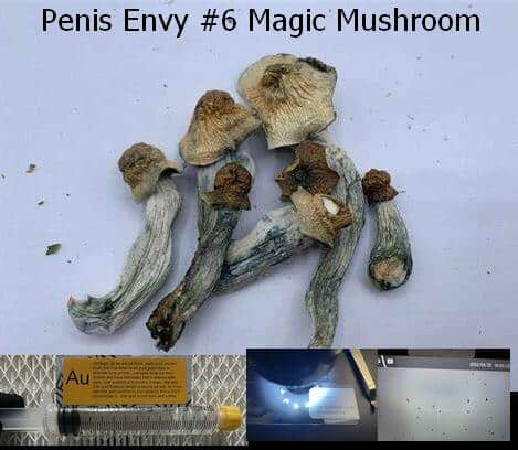 Penis Envy 6 Magic Mushroom spore syringe