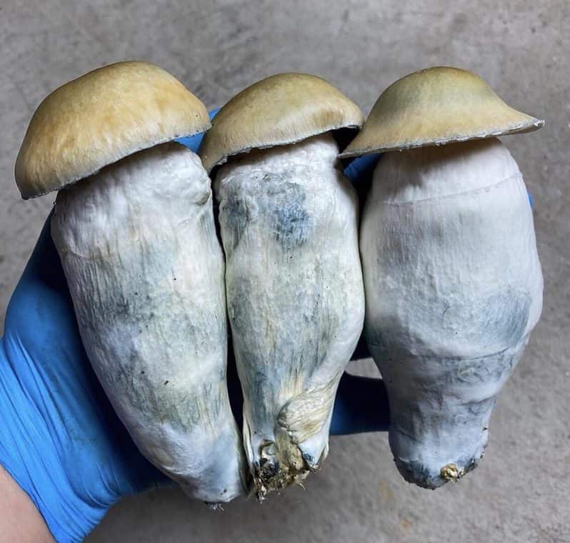 Penis Envy Magic Mushroom