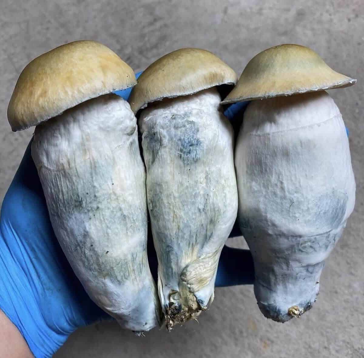 Penis Envy Magic Mushroom special