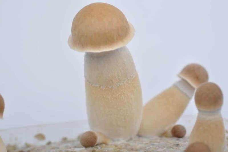 Penis Envy Uncut Magic Mushroom