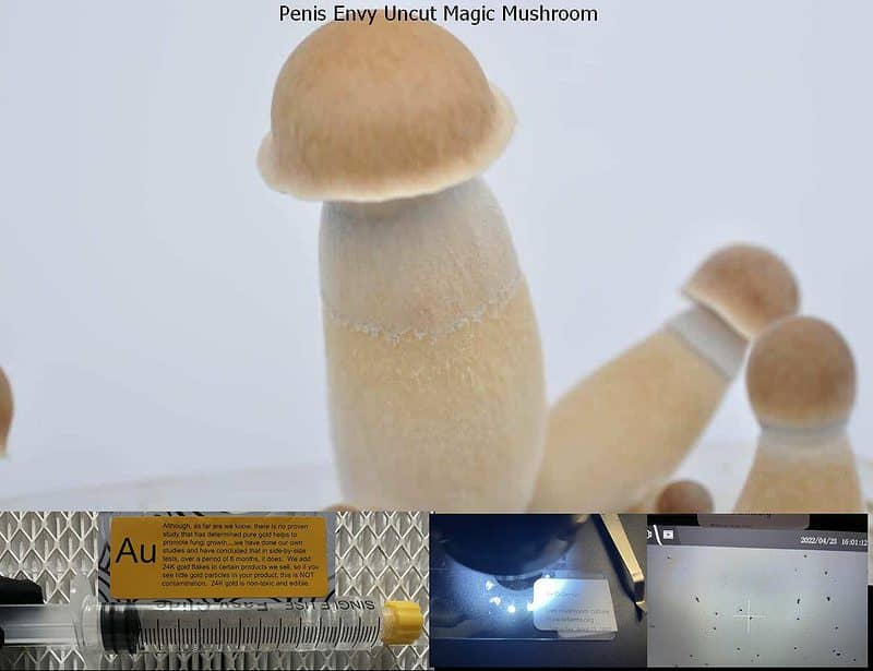 Penis Envy Uncut Magic Mushroom spore syringe