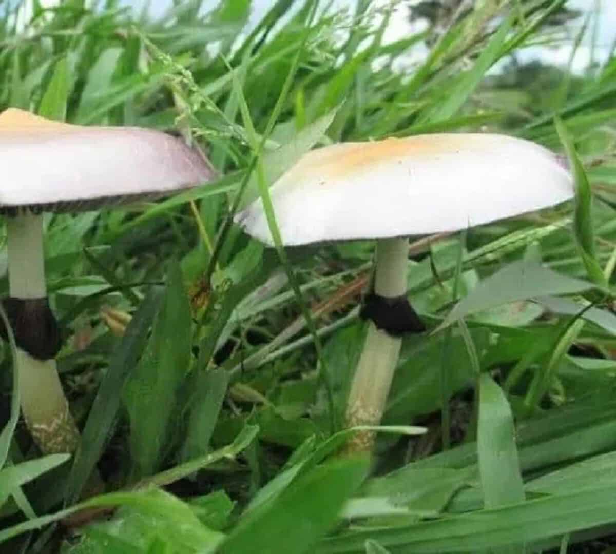 Peruvian Magic Mushroom 2