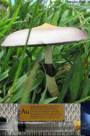 Peruvian Magic Mushroom 2 spore syringe