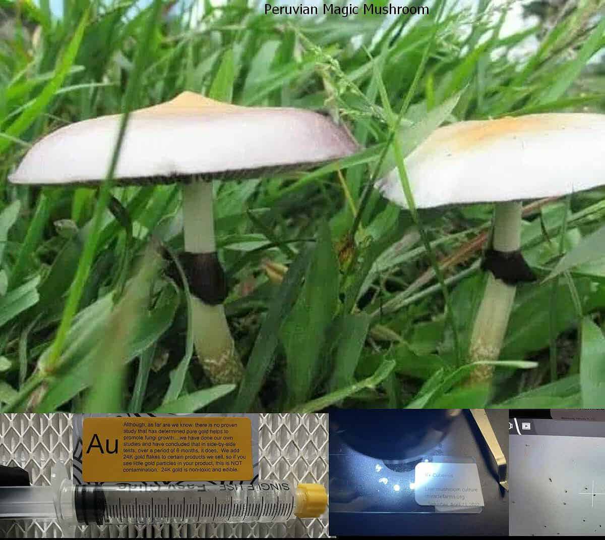 Peruvian Magic Mushroom spore syringe
