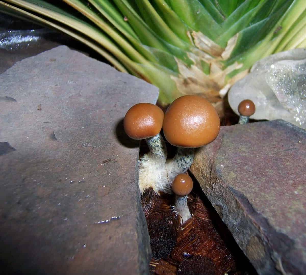 Plantasia Mystery Magic Mushroom scaled