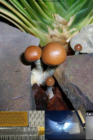 Plantasia Mystery Magic Mushroom spore syringe