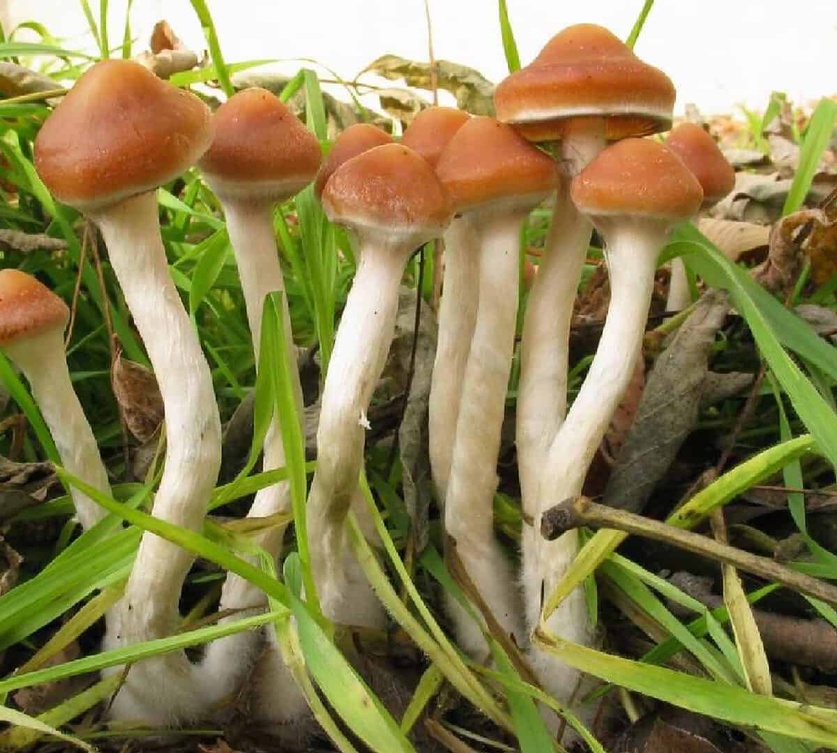 Psilocybe Azurescens Magic Mushrom