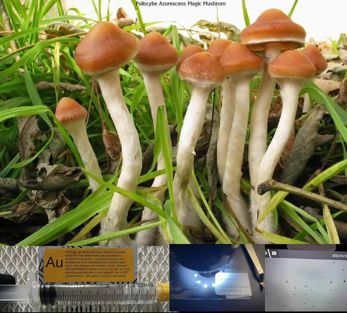 Psilocybe Azurescens Magic Mushrom spore syringe