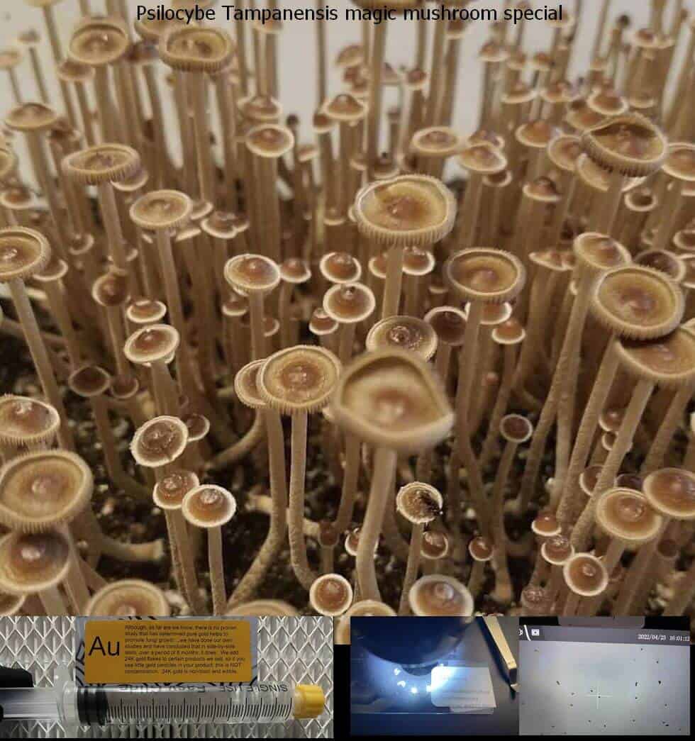 Psilocybe Tampanensis magic mushroom special spore syringe