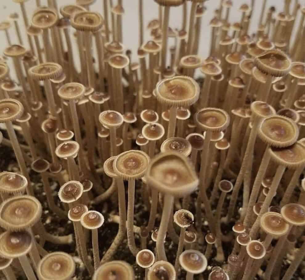Psilocybe Tampanensis magic mushroom special
