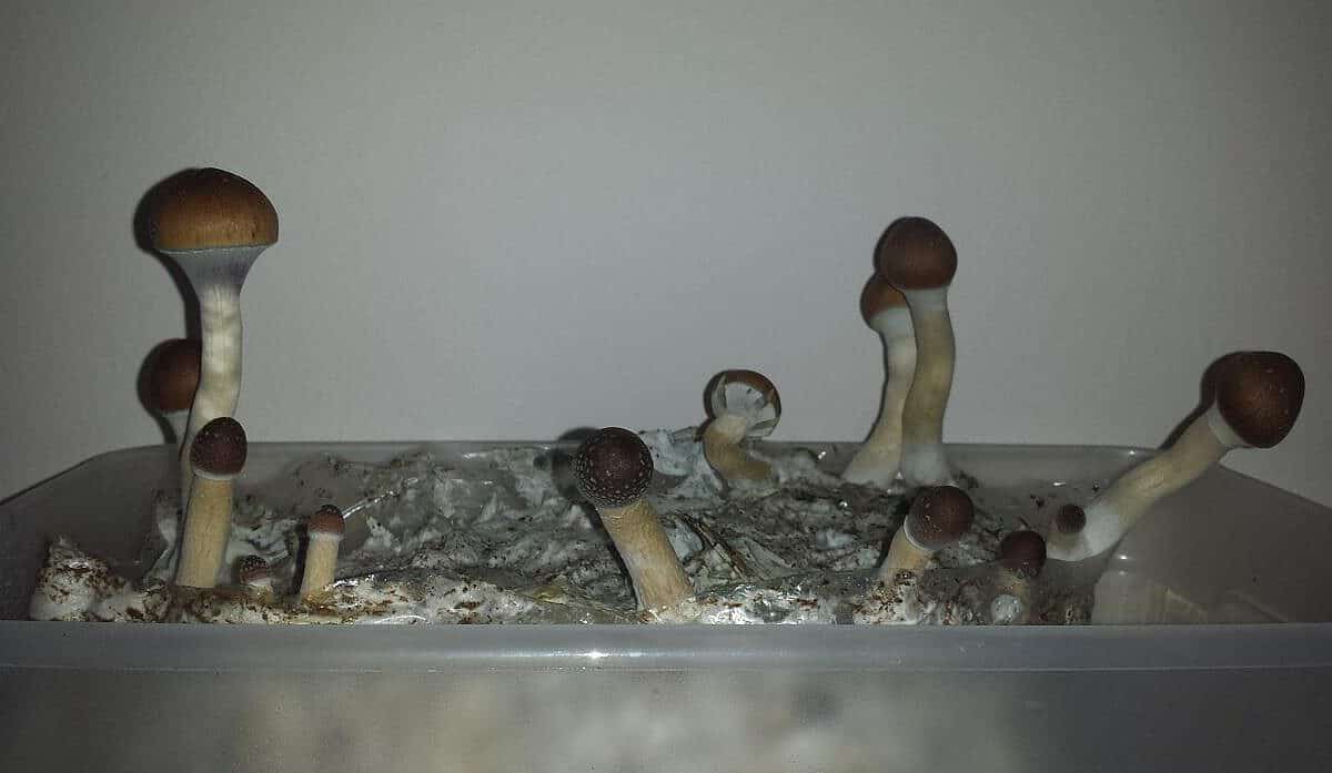 SG30 Magic Mushroom