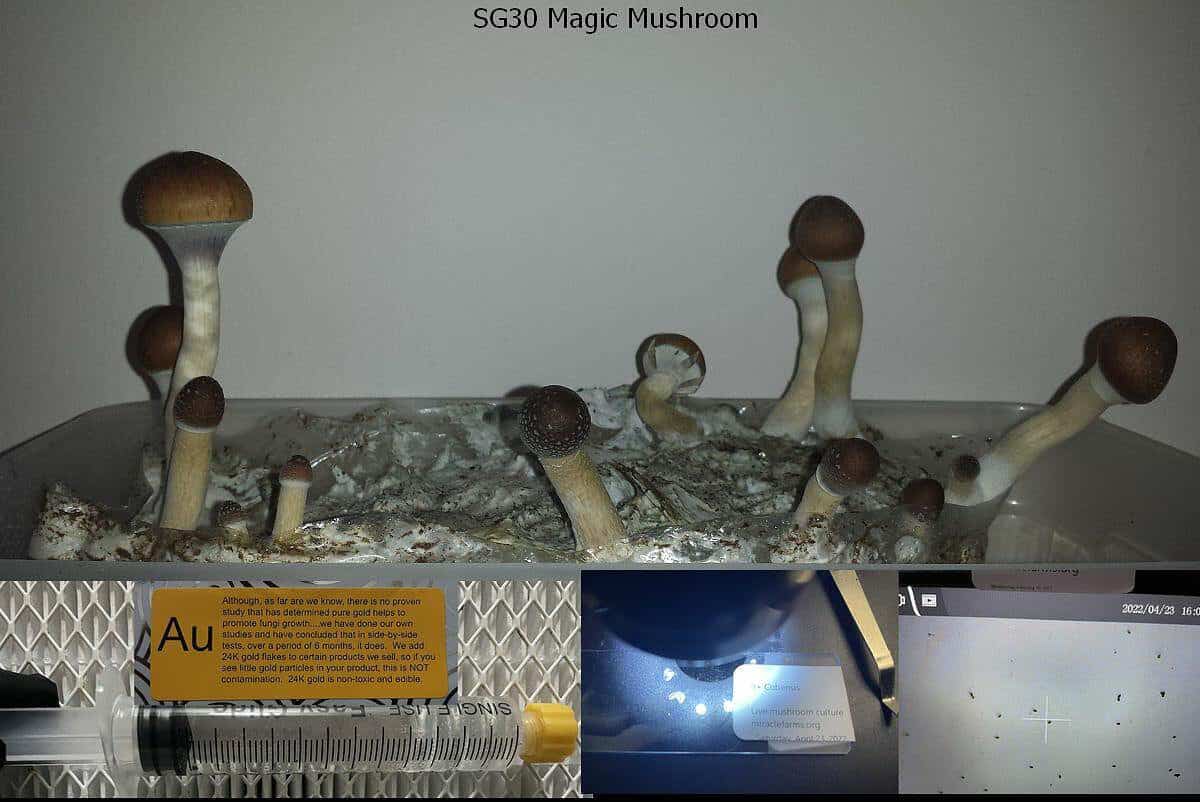 SG30 Magic Mushroom spore syringe