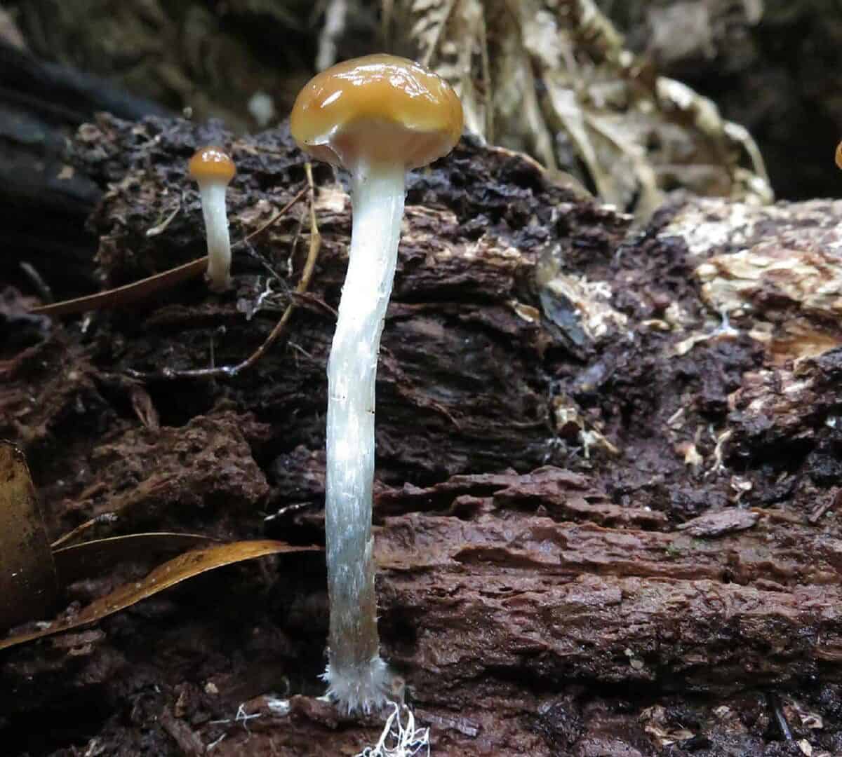 Tasmanian Magic Mushroom