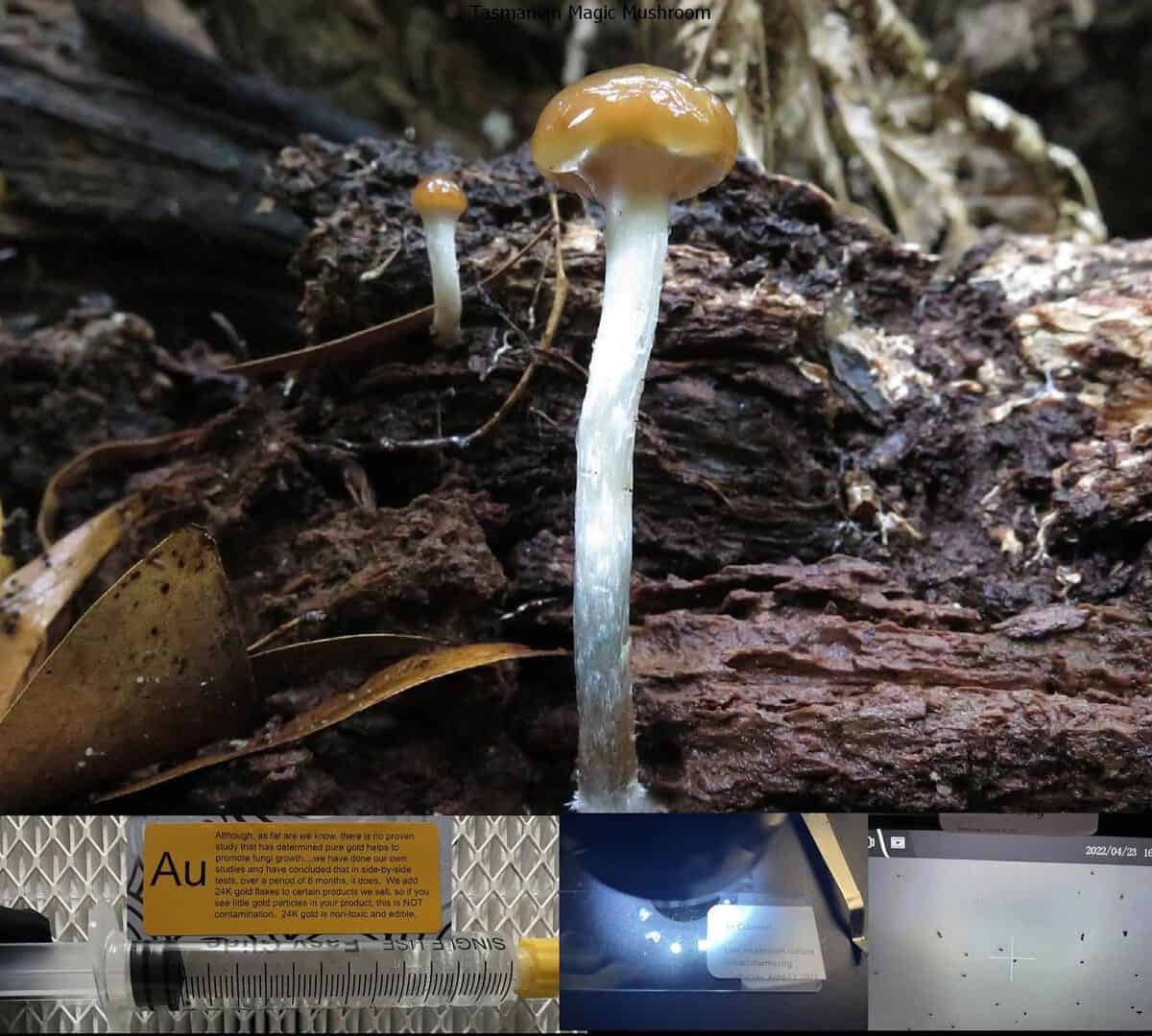 Tasmanian Magic Mushroom spore syringe