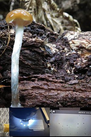 Tasmanian Magic Mushroom spore syringe