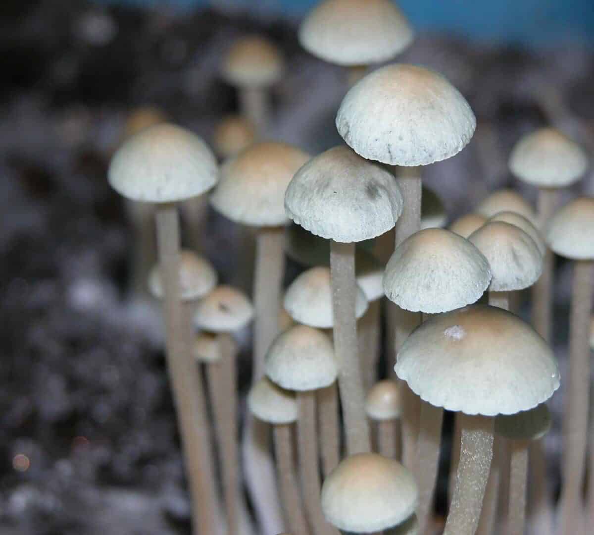 Teonanacatl Magic Mushroom