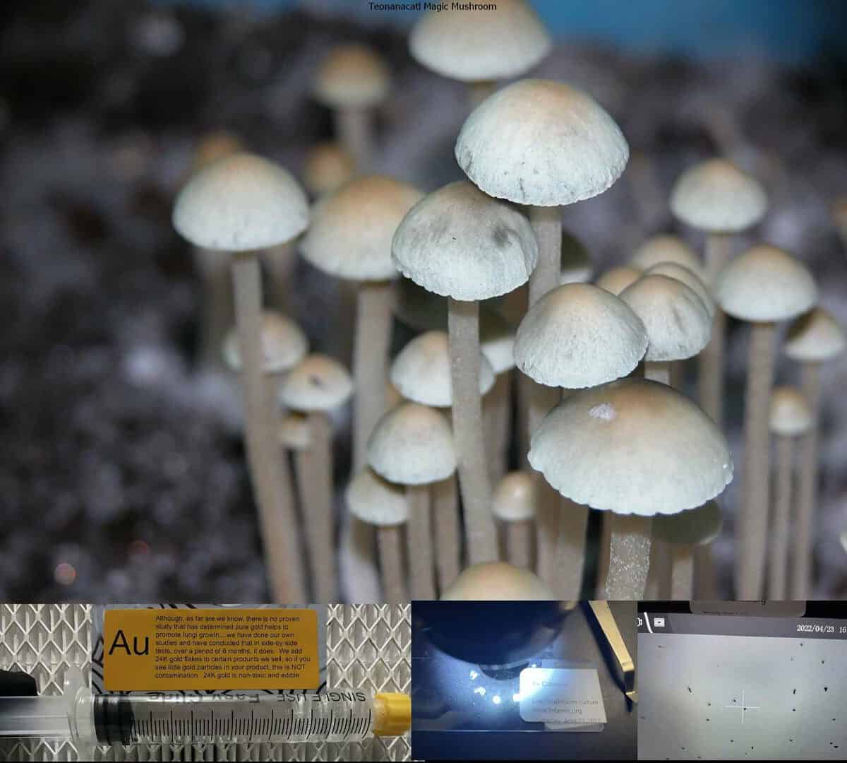 Teonanacatl Magic Mushroom spore syringe