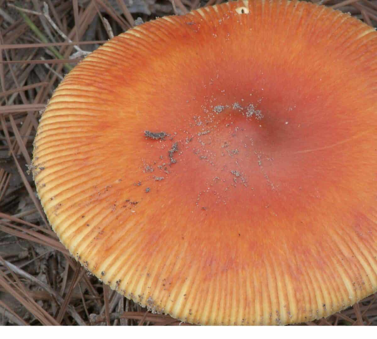 Texas Orange Cap Magic Mushroom