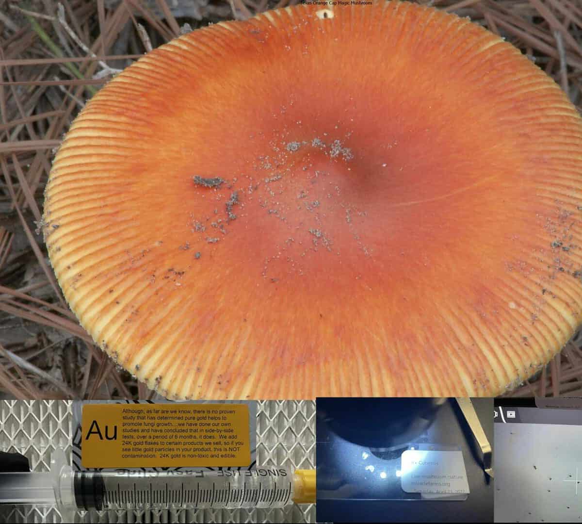 Texas Orange Cap Magic Mushroom spore syringe